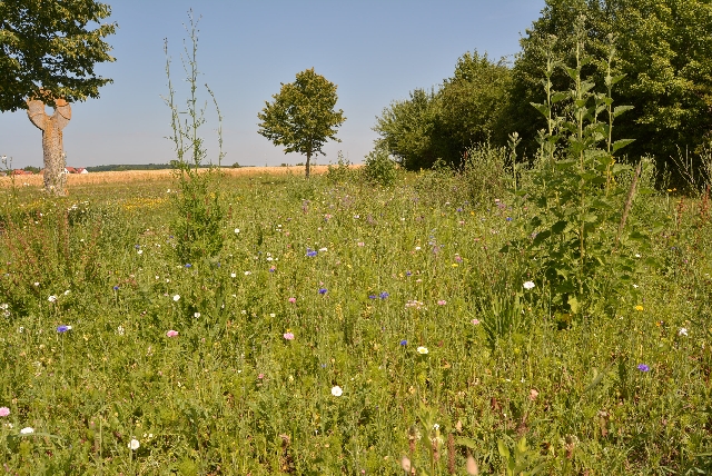 Wildwuchs