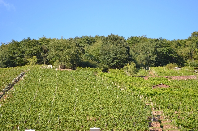 Weinberge im Maintal
