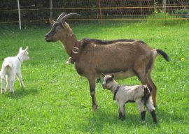 Alpe Sonthofener Hof