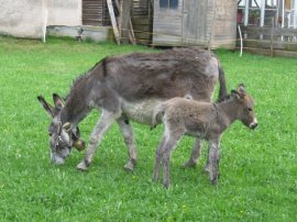Alpe Sonthofener Hof