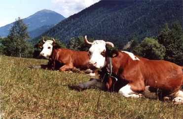 Mindelheimer Klettersteig