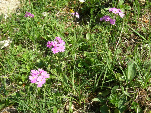 Mehlprimeln am Wegesrand