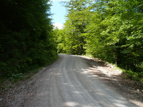 Auffahrt zur Dalsenalm