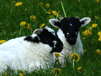 Dorf der Tiere Abersee