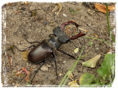 16 Hirschkäfer