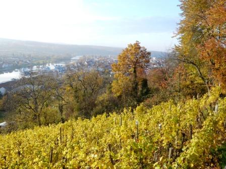 Blick vom Rotwein Wanderweg ins Maintal bei Erlenbach