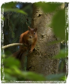 18 Eichhörnchen