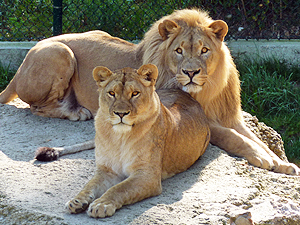 Zoo Salzburg