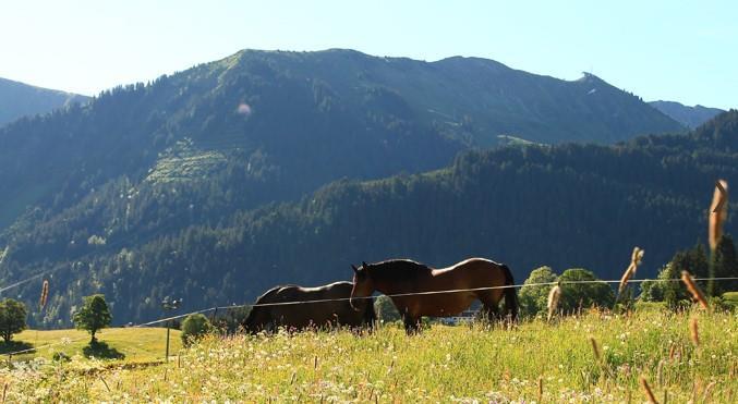 Pferde Sommer
