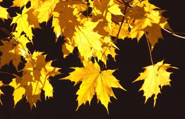 Herbst