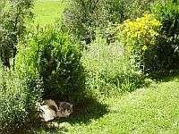 Tiere am Hof