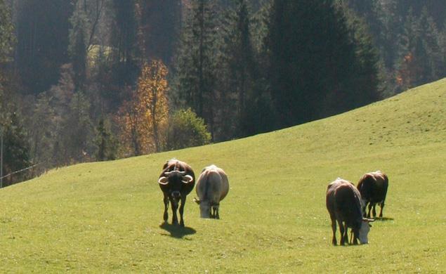 haus_matt_umgebung02