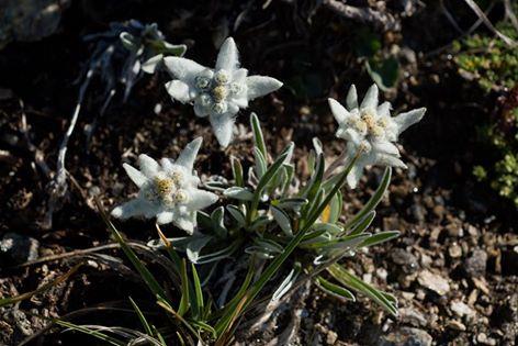 Edelweiss aus dem Stubaital