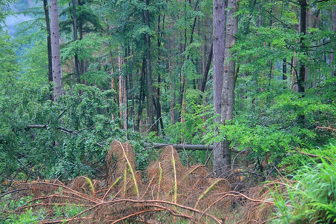 Mischwald