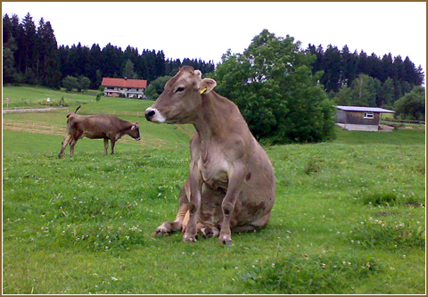 Kuh auf der Weide