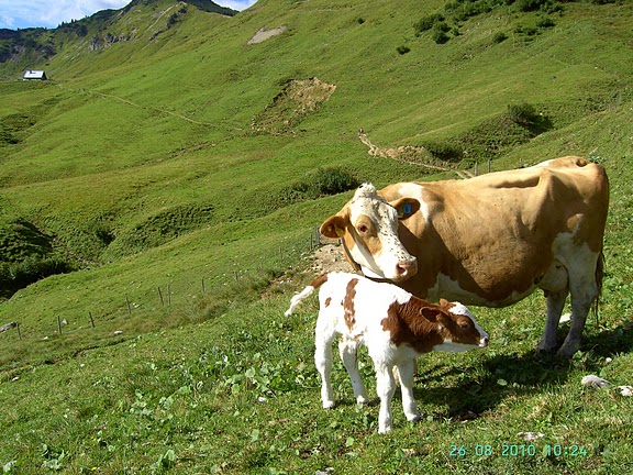 Die ALM
