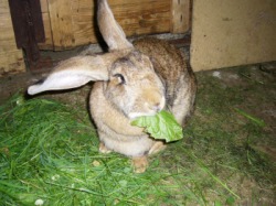 Hase