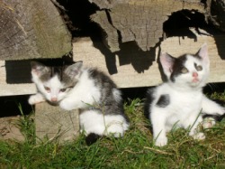 Katzen im Gras