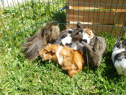 Unsere Hasen, Meerschweinchen...