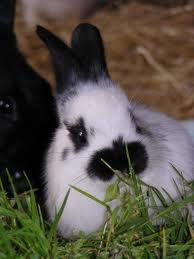 hase1