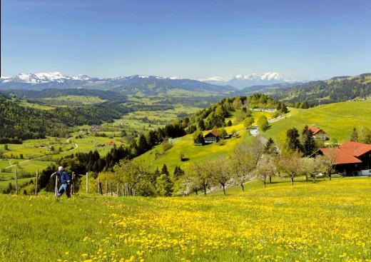 Einzigartig im Allgäu - die Löwenzahnblüte