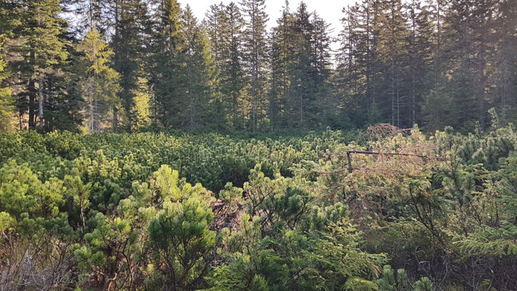 Atzmoos3(c)Mysliwietz