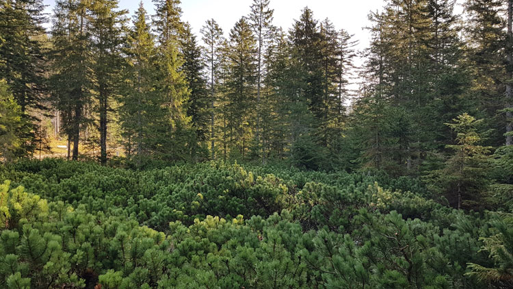 Atzmoos1(c)Mysliwietz