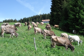 Unsere Kühe