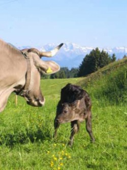 Unsere Kühe