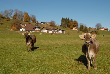 Herbstidylle_m_Kuehen