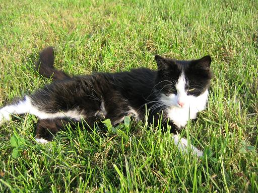 Unsere Schmusekatze &quot;Wuschel&quot;