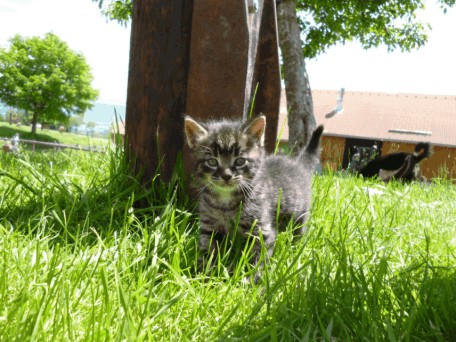 Kleiner Tiger
