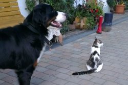 Unser Hofhund sowie eine unserer Katzen