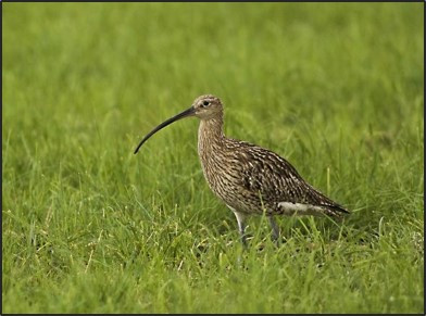 Brachvogel im Landschaftsschutzgebiet Freisinger Moos