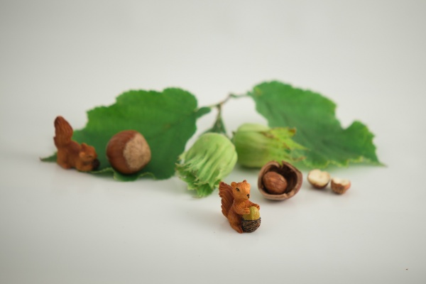 Rudelzhausen_Haselnusshof Neumeier_Hasel_nah_web©Haselnusshof Neumeier