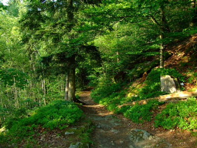 Wanderweg zur Burgruine Falkenstein