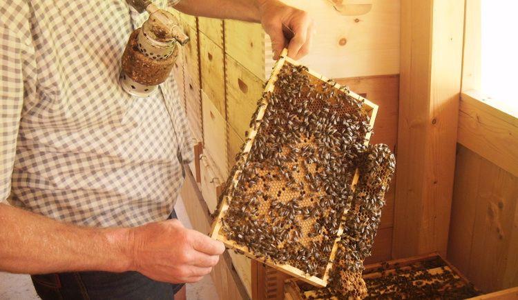 Bienen