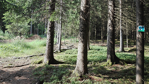 Trailpassage hinauf nach Frath