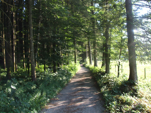 Kienau, Ortsteil Inzell: Waldweg nach Schmelz