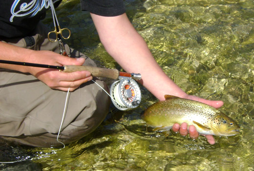Fliegenfischen im Salzkammergut