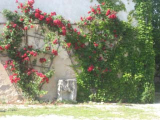 Hotel Schloss Eggersberg, Rosen im Innenhof
