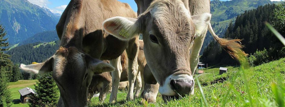 Frisches Gras schmeckt am besten
