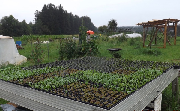 Gärtnerei Sonnenwurzel