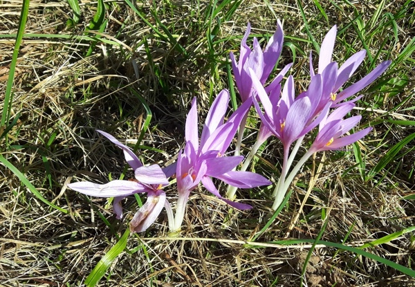 Privatgarten "Neihausmo"