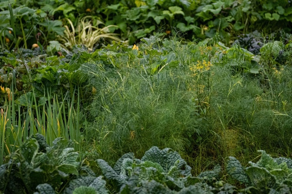Kapellgarten Jaudenmühle