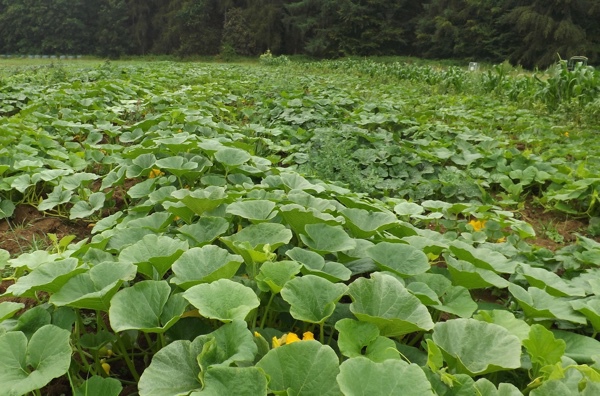 Gärtnerei Sonnenwurzel