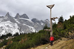 Der Lawinenbockbaum