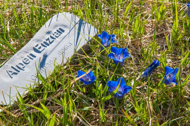 BlütenReich Rüfikopf