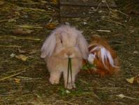 Hasen