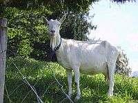 Tiere am Hof